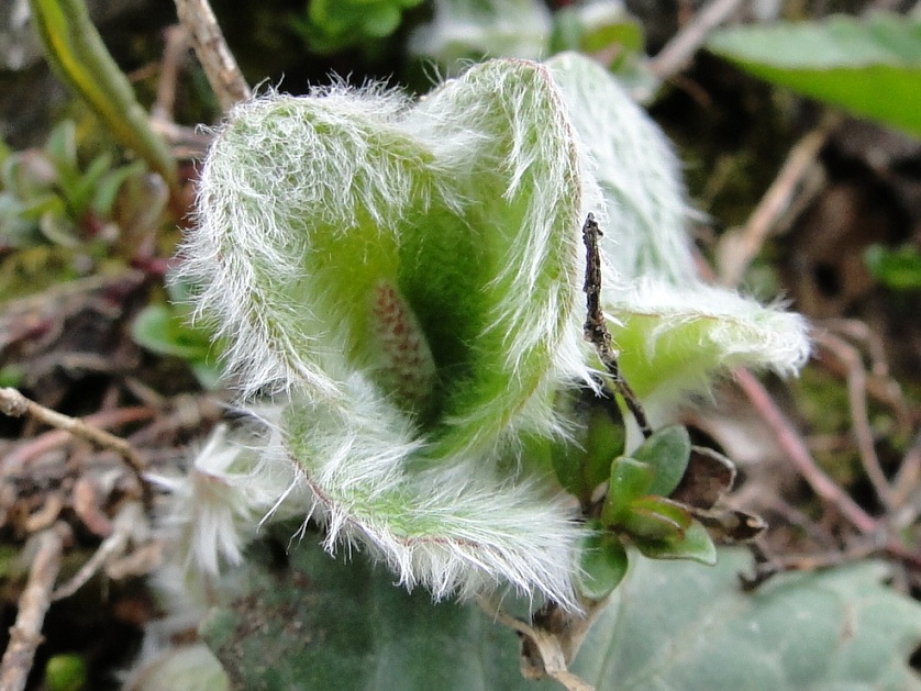 Villosa, irsuta, lanuginosa....: Salix reticulata L.